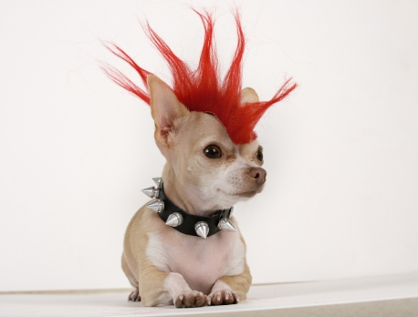 Chihuahua with spiked red hair and spiked collar